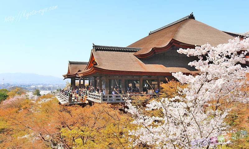 桜と清水寺の大舞台