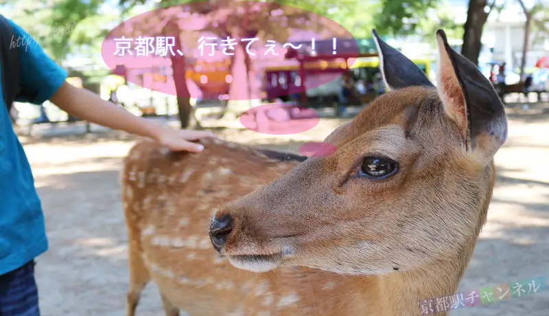 奈良公園の鹿