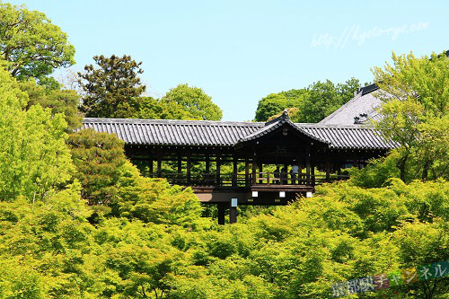 東福寺の青モミジ