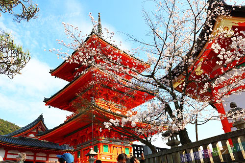 ライトアップされた二条城の桜