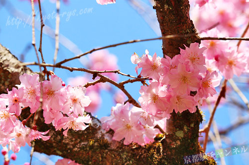 ピンク色に咲く八重紅枝垂桜