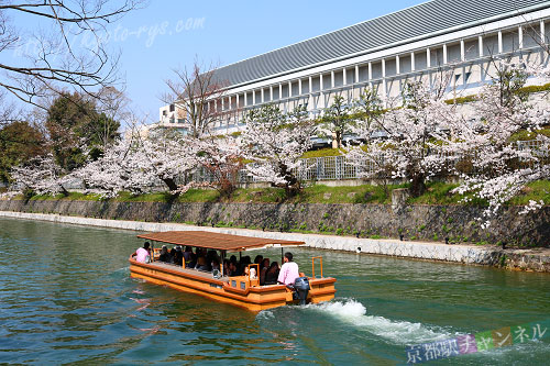 十石舟で桜を見ながら遊覧