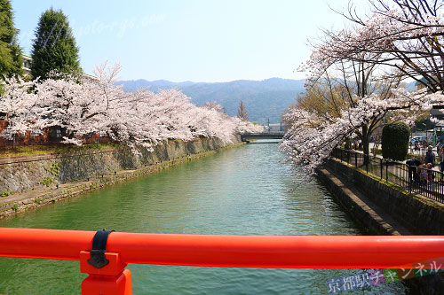 琵琶湖疏水沿いに咲く桜
