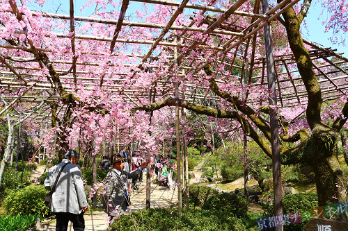 平安神宮の八重紅枝垂桜