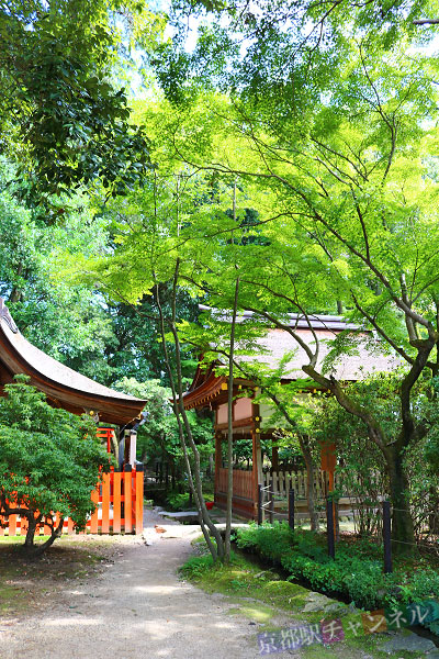 緑が綺麗な上賀茂神社んの境内