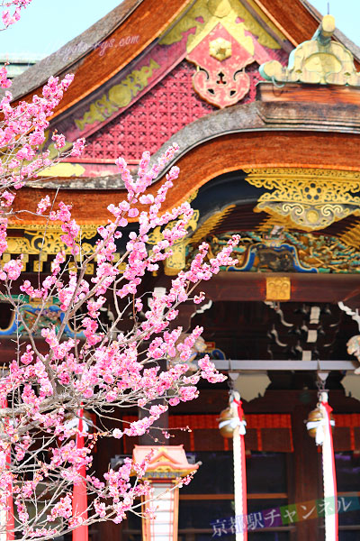 豪華絢爛な桃山文化の拝殿や本殿