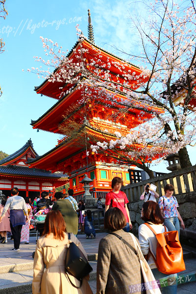 清水寺の三重塔と桜