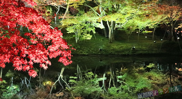 高台寺の紅葉のライトアップ