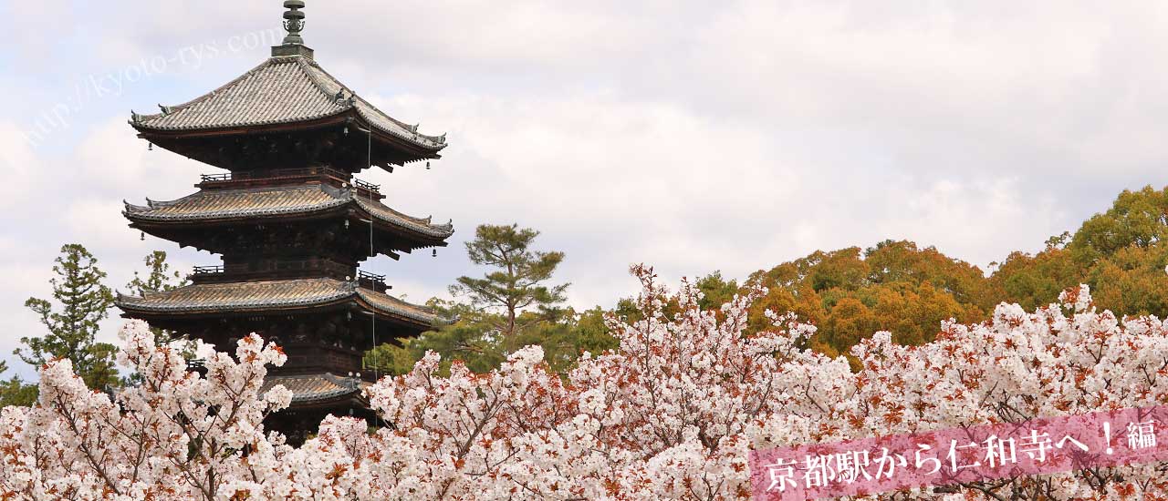 仁和寺の桜と五重塔