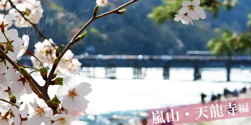 新緑の季節の天龍寺