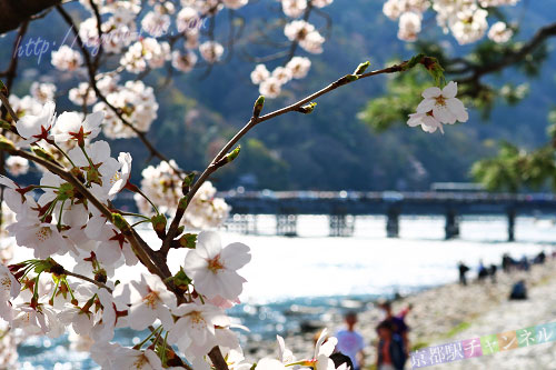 桜が綺麗な渡月橋
