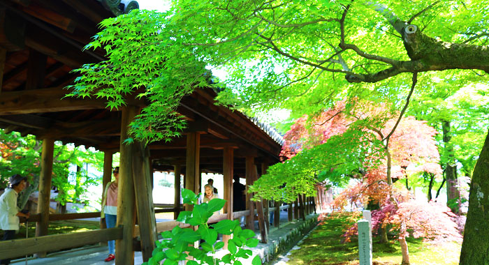 新緑の季節の東福寺